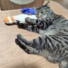 大人しくて甘えん坊な男の子★リョーマくん サムネイル4