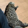 大人しくて甘えん坊な男の子★リョーマくん サムネイル6
