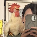 鶏の雛　人に懐いています。雄鶏です。