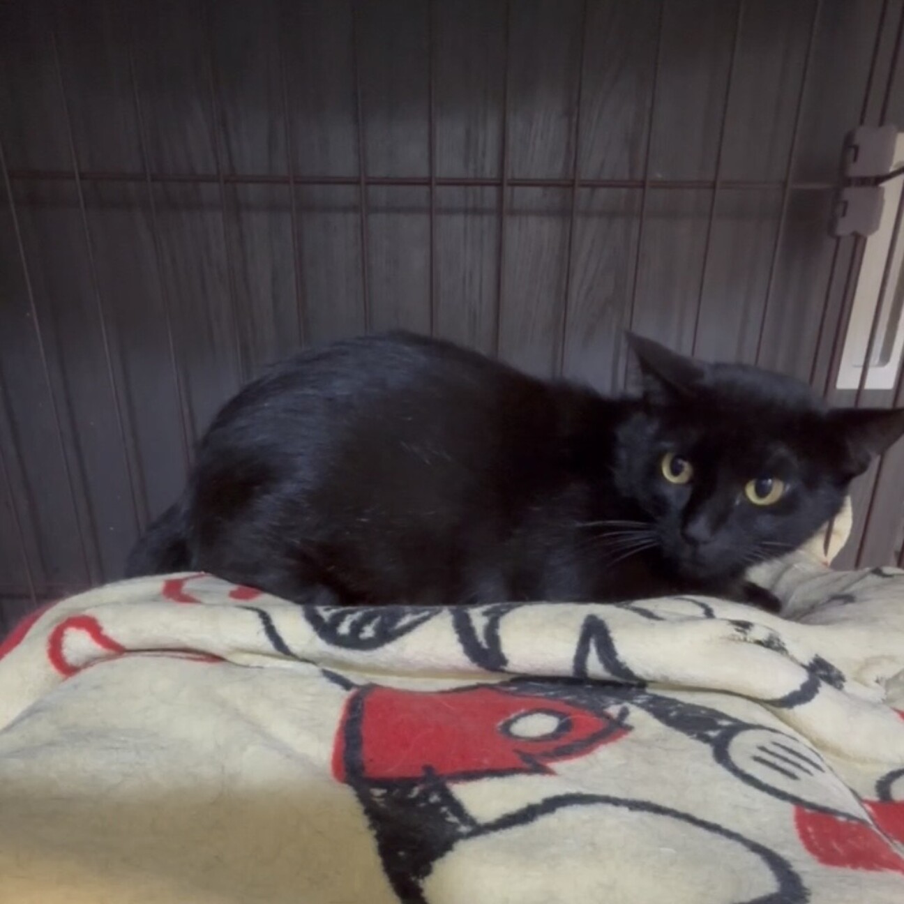 さくらちゃん 控えめ、多頭OK」大阪府 - 猫の里親募集(546393