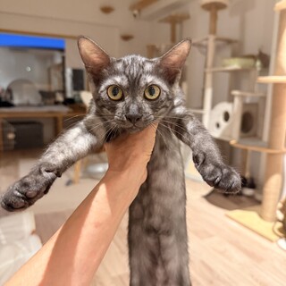 肩のり大好きやんちゃで甘えん坊リロちゃん
