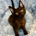 猫も人も大好きな男の子♪【トライアル決定】