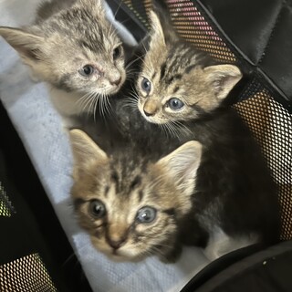 保護猫3兄弟