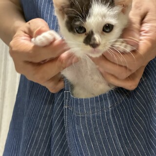 ヒョウ柄のイケニャン、控」兵庫県 - 猫の里親募集(378962
