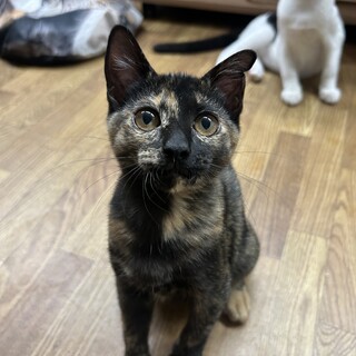 小ぶりでちょこまか元気なサビっち