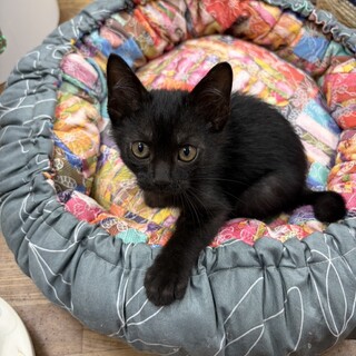 人が好き♡猫も好き