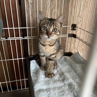 ヒョウ柄のイケニャン、控」兵庫県 - 猫の里親募集(378962