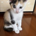 三毛子猫2匹姉妹
