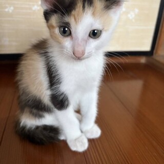三毛子猫2匹姉妹