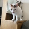 ちょっぴり臆病な女の子。 サムネイル4