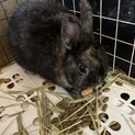 大切に育ててくれるかた募集
