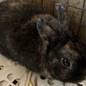 大切に育ててくれるかた募集 サムネイル2