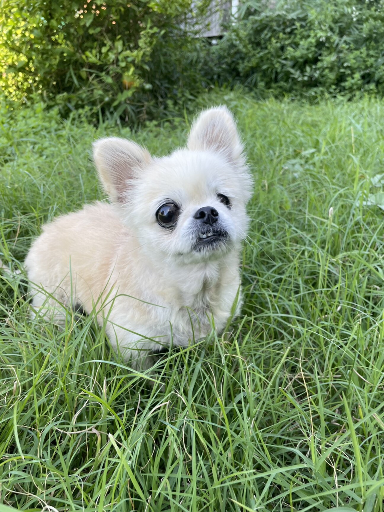 みー