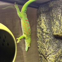 デンジ