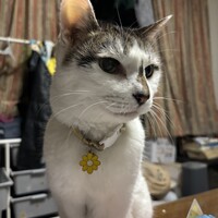 はてな