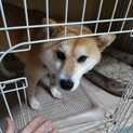 大人しくていい子です。誰か僕をもらって。