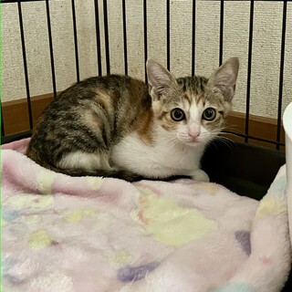 ありがとうございました★可愛いキジ三毛　春巻ちゃん