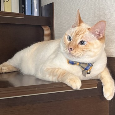 お鼻のホクロがふえました、9歳になりました☺︎