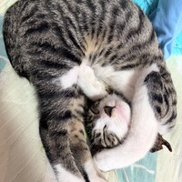 ちゃむ