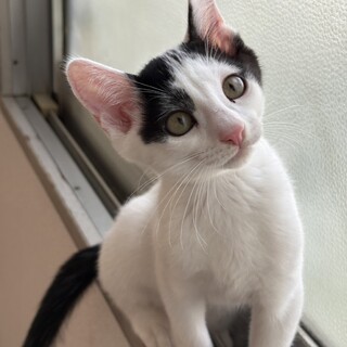 かわいい3兄妹のマル男くんです❗️