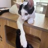 かわいい3兄妹のマル男くんです❗️ サムネイル5
