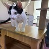 かわいい3兄妹のマル男くんです❗️ サムネイル6