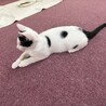 かわいい3兄妹のマル男くんです❗️ サムネイル7