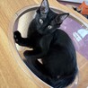 かわいい3兄妹のクロリちゃんです❗️ サムネイル6