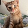 イケメン兄弟のリノとマナです！ サムネイル2