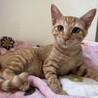 イケメン兄弟のリノとマナです！ サムネイル3