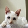 イケメン兄弟のリノとマナです！ サムネイル7