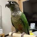 ウロコインコ　ノーマル　用品一式譲渡　募集停止中