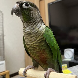 ウロコインコ　ノーマル　用品一式譲渡　募集停止中