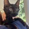 かわいい3兄妹のクロリちゃんです❗️ サムネイル5