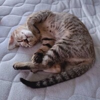 モカちゃん