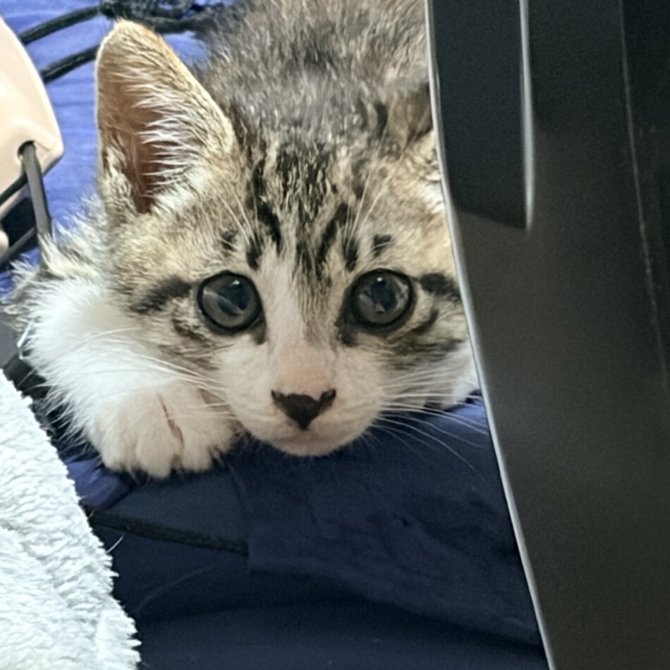 ちゃむのカバー写真