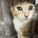 4ヶ月 三毛猫の女の子