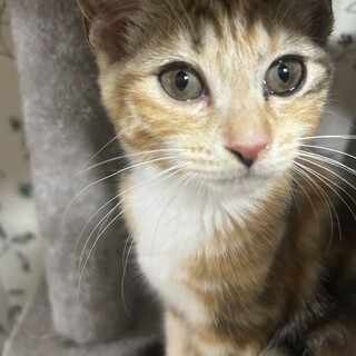 4ヶ月 三毛猫の女の子
