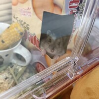 りりあ