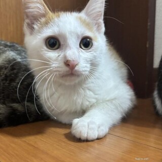 人なれ抜群❤甘えん坊のあおくん　チームN