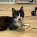 ハチワレ　オス　里親募集中です！