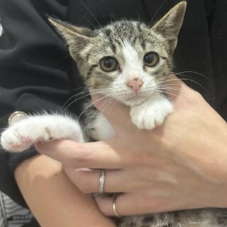 甘えん坊♡人も猫も犬も大好きないちごちゃん