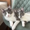 【9/13三田】とても元気で仲良し♡生後3ヶ月