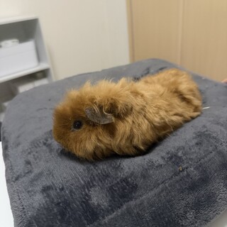 4ヶ月のモルモット♂ラオくん