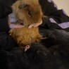 4ヶ月のモルモット♂ラオくん サムネイル2