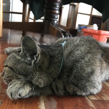子猫が増えて不機嫌なさしみ。女王様なのです。