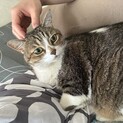 お鼻の模様がかわいい♡ななくん