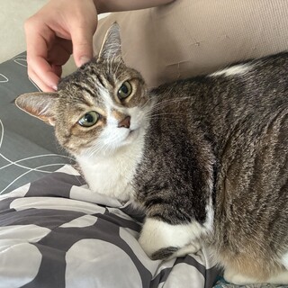 お鼻の模様がかわいい♡ななくん