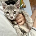 4兄弟の長男ポジ☆グレートラもえぎくん