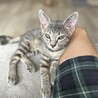4兄弟の長男ポジ☆グレートラもえぎくん サムネイル5